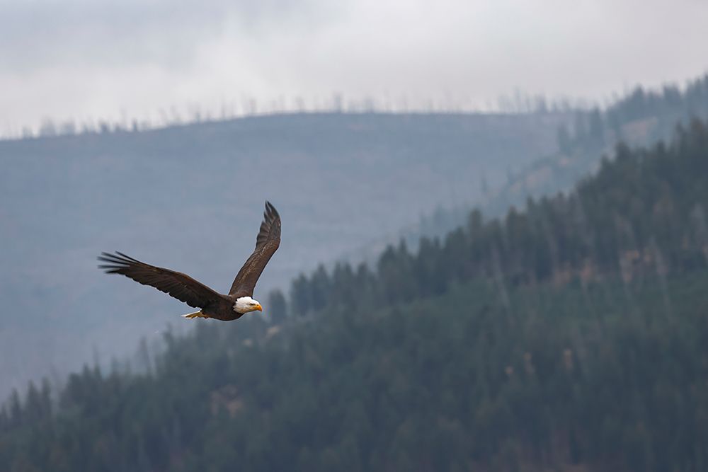 Bald eagle-flying-Yellowstone National Park-Wyoming art print by Adam Jones for $57.95 CAD